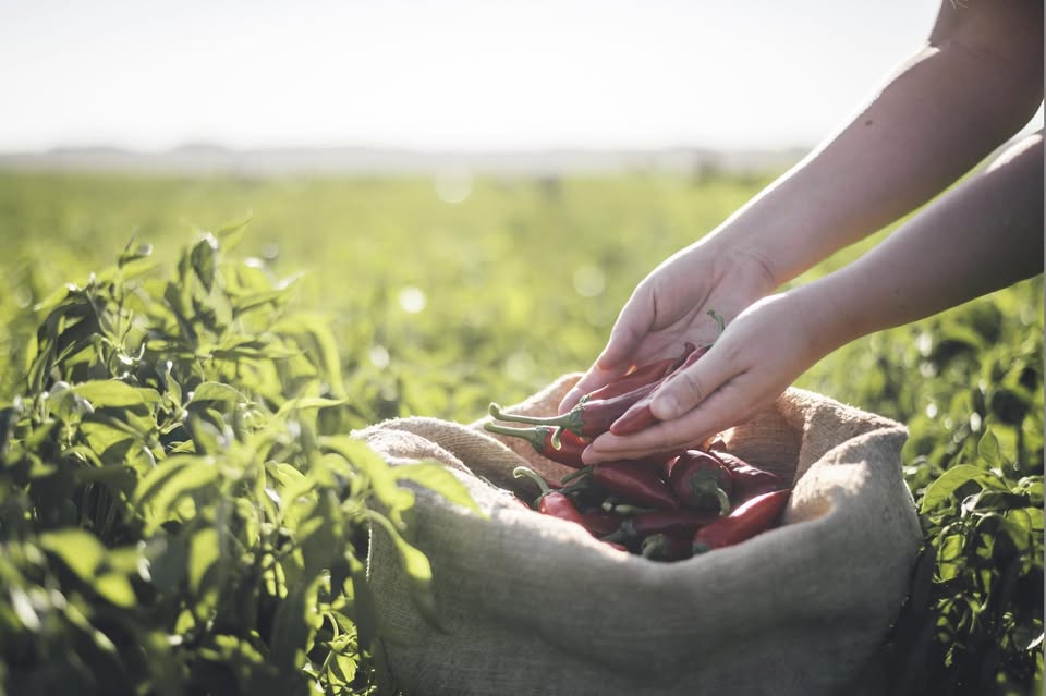 Read more about the article Fajszi Paprika Manufaktúra | Fajsz